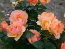 Hansestadt Rostock (Beetrose) Bild der Rose 'Hansestadt Rostock' (Beetrose)