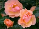 Hansestadt Rostock (Beetrose) Bild der Rose 'Hansestadt Rostock' (Beetrose)