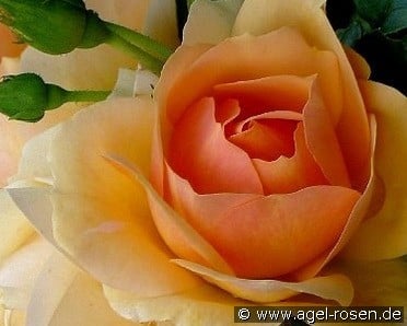 Hansestadt Rostock (Beetrose) Bild der Rose 'Hansestadt Rostock' (Beetrose)
