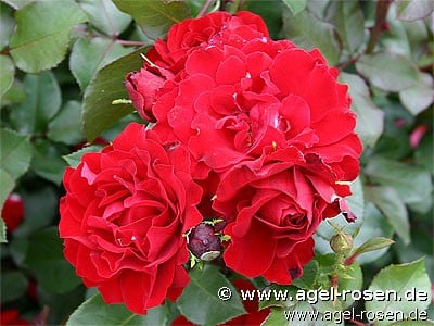 Happy Wanderer (Beetrose) Bild der Rose 'Happy Wanderer' (Beetrose)