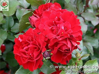 Bild der Rose 'Happy Wanderer' (Beetrose)