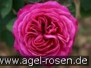 Bild der Rose 'Heidi Klum Rose' (Beetrose)
