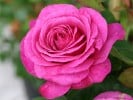 Heidi Klum Rose (Beetrose) Bild der Rose 'Heidi Klum Rose' (Beetrose)