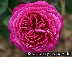 Heidi Klum Rose (Beetrose) Bild der Rose 'Heidi Klum Rose' (Beetrose)
