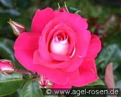 Heimatmelodie (Beetrose) Bild der Rose 'Heimatmelodie' (Beetrose)