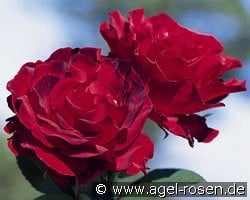 Heinz Winkler (Beetrose) Bild der Rose 'Heinz Winkler' (Beetrose)
