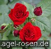 Bild der Rose 'Heinzelmännchen' (Beetrose)
