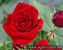 Heinzelmännchen (Beetrose) Bild der Rose 'Heinzelmännchen' (Beetrose)