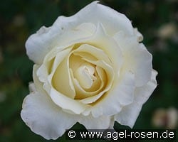 Helga (Beetrose) Bild der Rose 'Helga' (Beetrose)