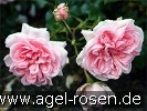 Bild der Rose 'Home & Garden' (Beetrose)