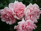 Home & Garden (Beetrose) Bild der Rose 'Home & Garden' (Beetrose)