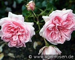 Home & Garden (Beetrose) Bild der Rose 'Home & Garden' (Beetrose)