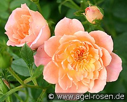 Honey Bunch (Beetrose) Bild der Rose 'Honey Bunch' (Beetrose)