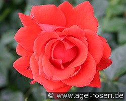 Hurrican (Beetrose) Bild der Rose 'Hurrican' (Beetrose)