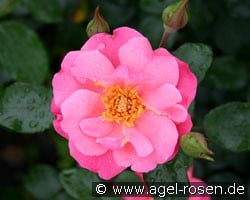 IGA 83 München (Beetrose) Bild der Rose 'IGA 83 München' (Beetrose)