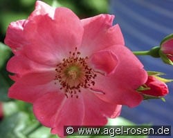 IGA Erfurt (Beetrose) Bild der Rose 'IGA Erfurt' (Beetrose)