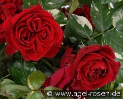 Ile Rouge (Beetrose) Bild der Rose 'Ile Rouge' (Beetrose)