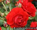 Ingrid Weibull (Beetrose) Bild der Rose 'Ingrid Weibull' (Beetrose)