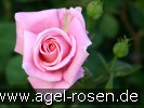 Bild der Rose 'Inspiration - Agel Rose' (Beetrose)