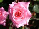 Inspiration - Agel Rose (Beetrose) Bild der Rose 'Inspiration - Agel Rose' (Beetrose)