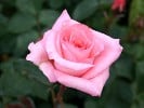 Inspiration - Agel Rose (Beetrose) Bild der Rose 'Inspiration - Agel Rose' (Beetrose)