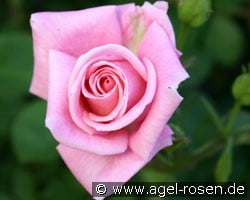 Inspiration - Agel Rose (Beetrose) Bild der Rose 'Inspiration - Agel Rose' (Beetrose)