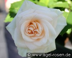 Irmela (Beetrose) Bild der Rose 'Irmela' (Beetrose)