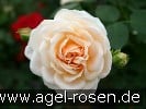 Bild der Rose 'Isarperle' (Beetrose)