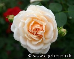 Isarperle (Beetrose) Bild der Rose 'Isarperle' (Beetrose)