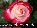 Bild der Rose 'Jubilé du Prince de Monaco' (Beetrose)