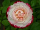 Jubilé du Prince de Monaco (Beetrose) Bild der Rose 'Jubilé du Prince de Monaco' (Beetrose)