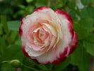 Jubilé du Prince de Monaco (Beetrose) Bild der Rose 'Jubilé du Prince de Monaco' (Beetrose)