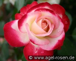 Jubilé du Prince de Monaco (Beetrose) Bild der Rose 'Jubilé du Prince de Monaco' (Beetrose)