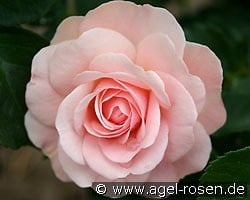 Königin Margrethe (Beetrose) Bild der Rose 'Königin Margrethe' (Beetrose)
