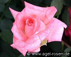 Kombination (Beetrose) Bild der Rose 'Kombination' (Beetrose)