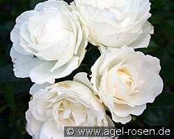 Kristall (Beetrose) Bild der Rose 'Kristall' (Beetrose)