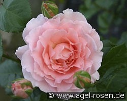 L' Aimant (Beetrose) Bild der Rose 'L' Aimant' (Beetrose)