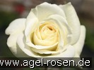 Bild der Rose 'La Paloma' (Beetrose)
