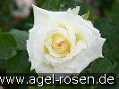 Bild der Rose 'La Royale de Mulhouse' (Beetrose)