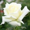 La Royale de Mulhouse (Beetrose) Bild der Rose 'La Royale de Mulhouse' (Beetrose)