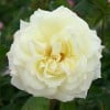La Royale de Mulhouse (Beetrose) Bild der Rose 'La Royale de Mulhouse' (Beetrose)