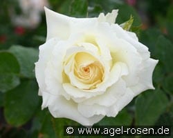 La Royale de Mulhouse (Beetrose) Bild der Rose 'La Royale de Mulhouse' (Beetrose)