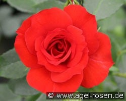 La Sevillana (Beetrose) Bild der Rose 'La Sevillana' (Beetrose)