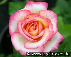Laminuette (Beetrose) Bild der Rose 'Laminuette' (Beetrose)