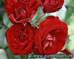 Lavaglut (Beetrose) Bild der Rose 'Lavaglut' (Beetrose)