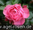 Bild der Rose 'Leonardo da Vinci' (Beetrose)