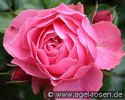 Leonardo da Vinci (Beetrose) Bild der Rose 'Leonardo da Vinci' (Beetrose)
