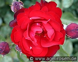 Lilli Marleen (Beetrose) Bild der Rose 'Lilli Marleen' (Beetrose)