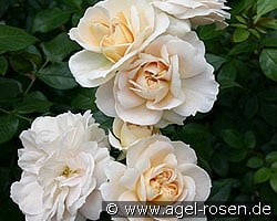 Lions-Rose (Beetrose) Bild der Rose 'Lions-Rose' (Beetrose)