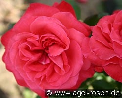 Ludwigshafen am Rhein (Beetrose) Bild der Rose 'Ludwigshafen am Rhein' (Beetrose)